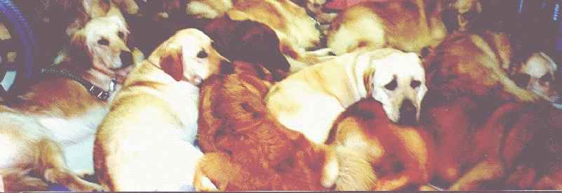 Big ol' pile o' dogs